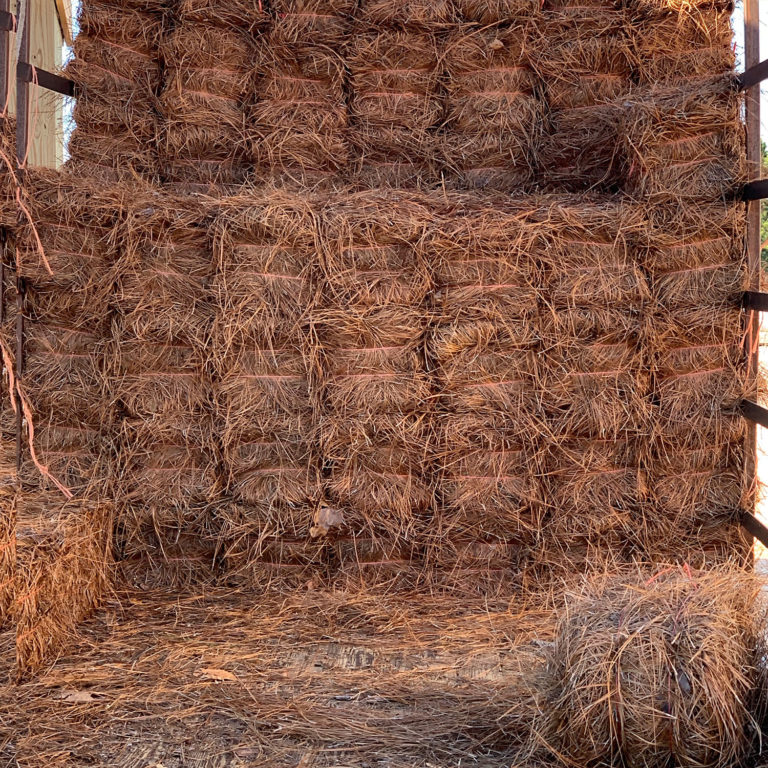 Pine Straw Long Carolina Fresh Farms