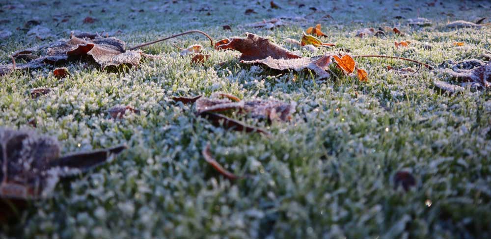 lawn-frost-winter