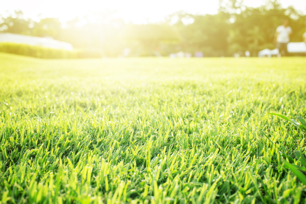 Soft,Focus,On,Green,Cutting,Grass,With,Sun,Flare,On