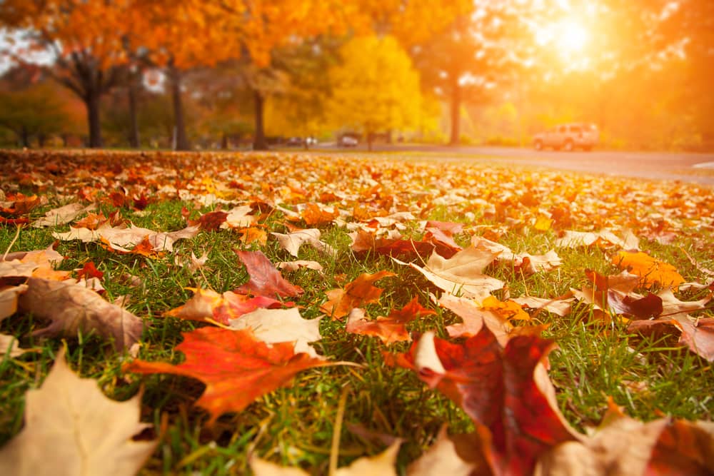 Tips for Dealing with Fall Leaves