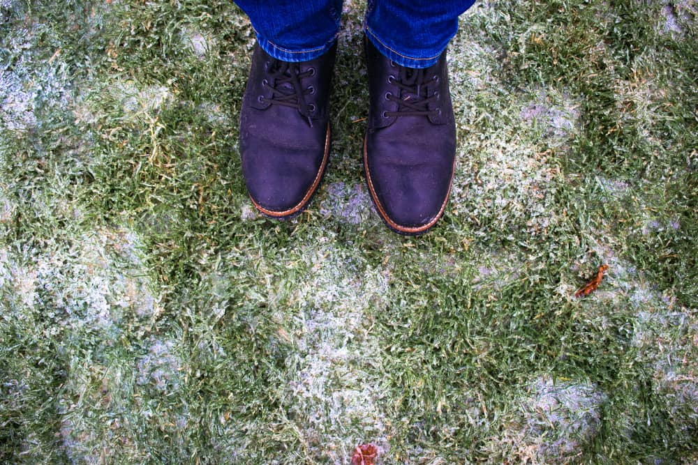 Repairing Winter Damage to Your Lawn